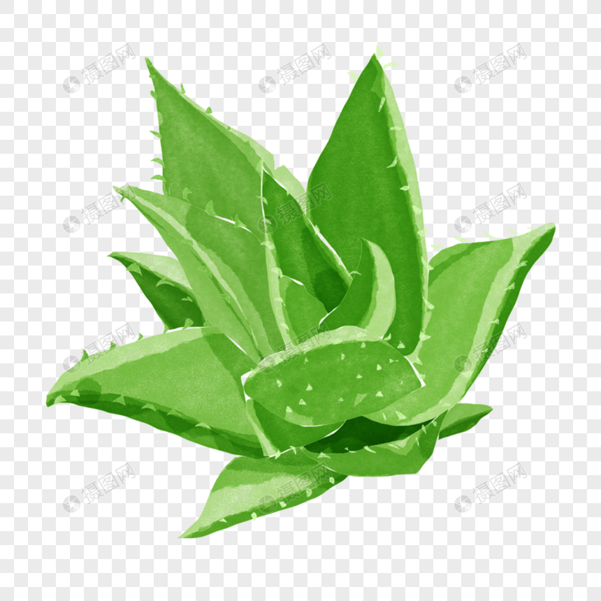 华芦荟绿色植物创意卡通图画图片