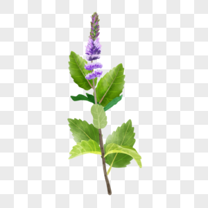 紫色花朵水彩植物叶子薄荷图片