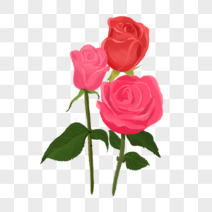三朵美丽的玫瑰花图片