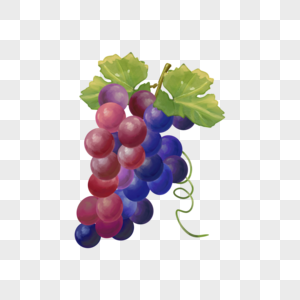 红蓝水彩水果食物葡萄图片