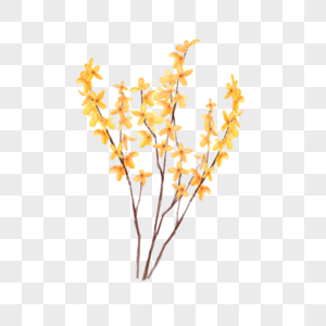 黄色水彩花卉连翘花图片