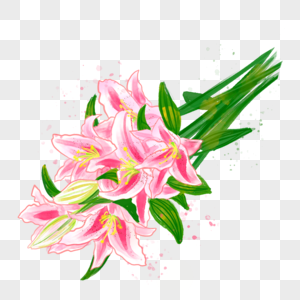 美丽的百合花束粉色插画水彩花卉植物叶子图片