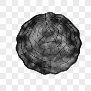 灰色树木横隔面纹理图片