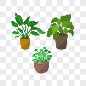 三盆可爱的室内盆栽植物图片