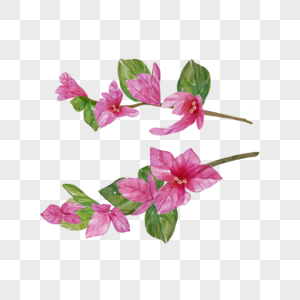 九重葛水彩粉色花卉植物图片