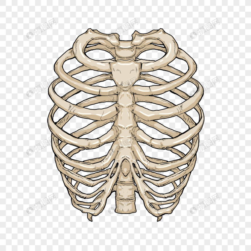 肋骨医学骨骼卡通模型图片