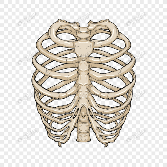 肋骨医学骨骼卡通模型图片