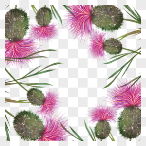 蓟花卉水彩粉色装饰边框图片