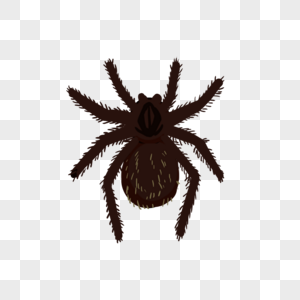 蜘蛛深褐色卡通风格图片