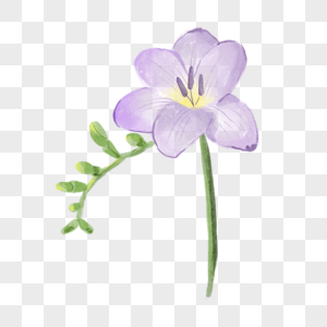 小苍兰水彩风格花卉紫罗兰色图片