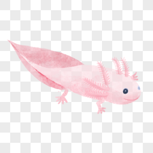 蝾螈水彩可爱动物粉红色图片
