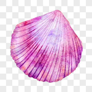 扇贝贝壳粉色紫色梦幻图片图片