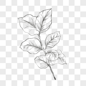 植物树叶素描风格自然纹理简约图案图片