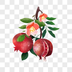 石榴水果水彩风格两个果实在树枝上图片