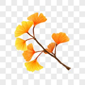 银杏树叶水彩黄色图片