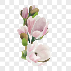 玉兰花植物水彩粉色图片