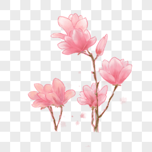粉色玉兰花朵图片