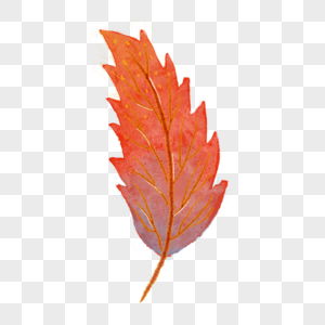 红色锯齿叶子水彩秋季树叶图片
