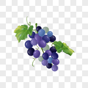 水彩食物水果葡萄紫色图片