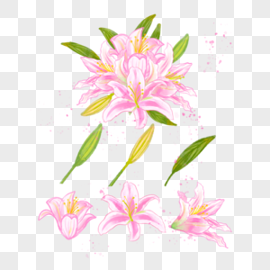 粉色的百合花香气味水彩花卉图片
