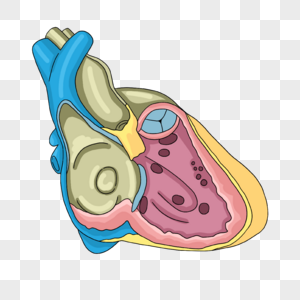 心脏病学心脏不同部位室缺插画图片