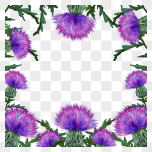 蓟花卉水彩植物边框图片