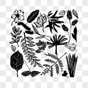 植物树叶黑白抽象艺术画图片