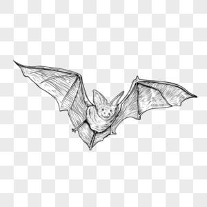 蝙蝠素描飞翔翅膀图片