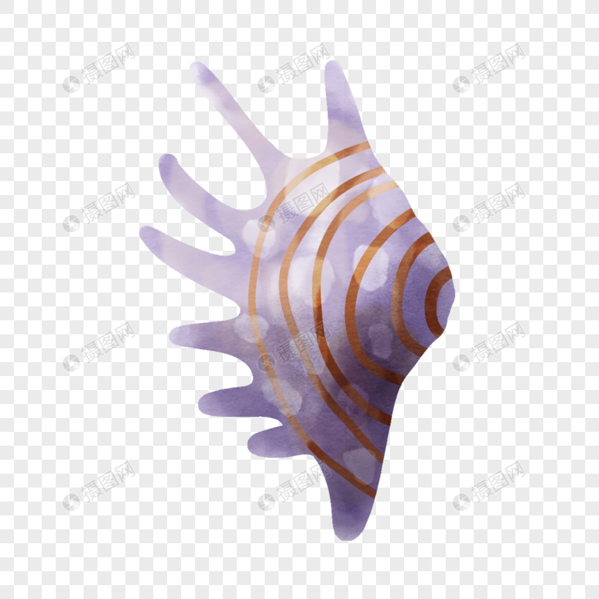 法螺海螺刺旋转条纹图片图片