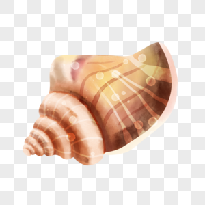 海螺贝壳图片棕色螺旋图片图片