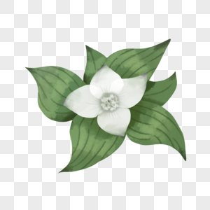 白花绿植花朵植物卡通图片图片