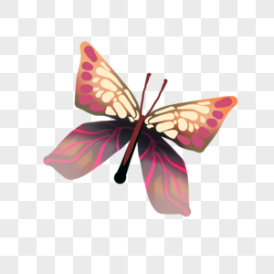 波西米亚风格蝴蝶图片