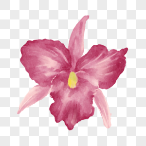 粉色盛开花瓣水彩巴西国花卡特兰图片
