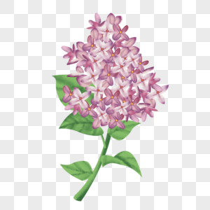 欧丁香粉紫色水彩风丁香花有绿叶高清图片