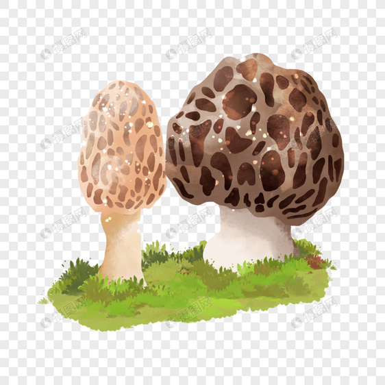 水彩童话蘑菇植物蜂巢状羊肚菌图片