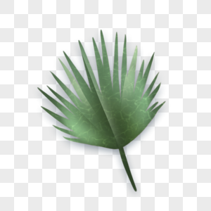 一张绿色热带植物叶子图片