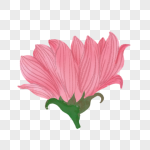 花卉干净粉色质感图形图片