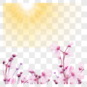 阳光照射下的粉色花朵图片