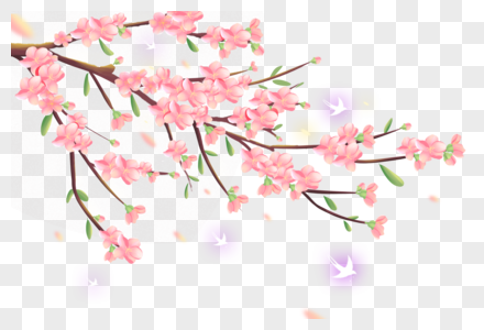 樱花枝春季樱花枝高清图片