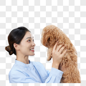 宠物医院护士安抚受伤的泰迪犬图片