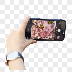 使用手机拍摄樱花特写高清图片