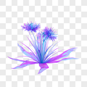 紫色酸性菊花植物图片