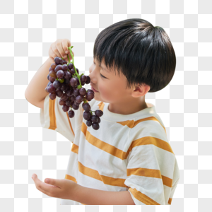 小男孩在采摘葡萄图片