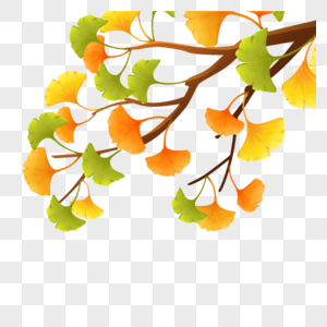 银杏叶枝立秋的枝叶高清图片