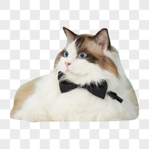 系着领结的布偶猫图片