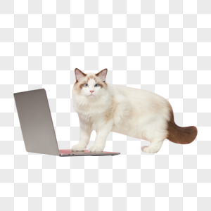 踩在笔记本电脑上的布偶猫图片