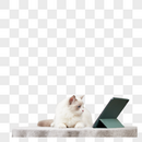看平板电脑的布偶猫图片