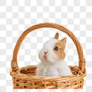竹篮里的可爱小兔子图片