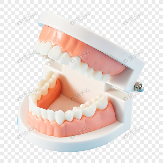 牙龈牙齿口腔模型图片
