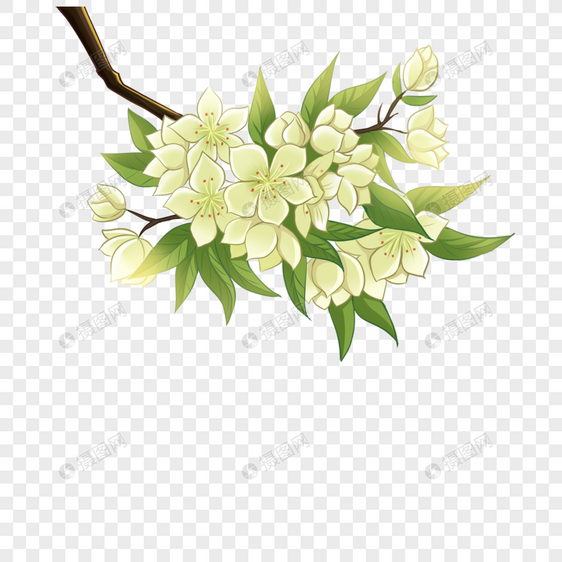 立春梨花春季花朵白色梨花花朵花骨朵梨树树枝图片